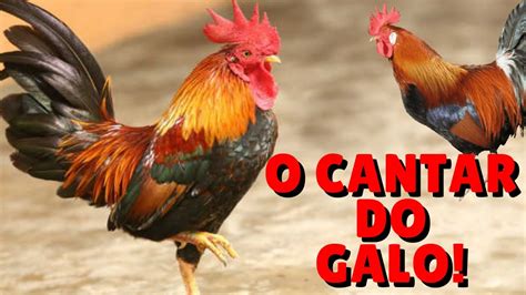 o galo cantando|Som do Galo Cantando